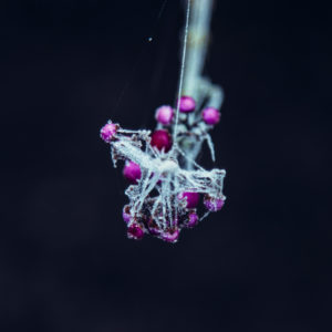 Frozen violet berries on branch with spider web, close-up Frozen violet berries on branch with spider web, close-up